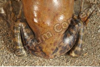 Bullfrog Rana catesbeiana 0002